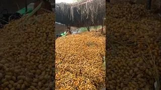 Thumbnail: Pakistani Famous Dates Making Complete Process #shorts