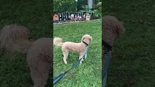 Thumbnail: My Funny Dog Scared of Halloween Decorations on Our Morning Walk