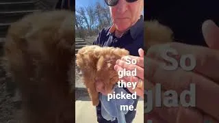 Thumbnail: Gotcha Day  #goldendoodlepuppy #goldendoodlepuppies #doodlepuppy #puppylife #cutepuppy_shorts