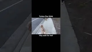 Thumbnail: Dog Walks on Hind Legs Turkey Trot 2021 #Shorts