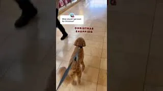 Thumbnail: Dog Goes Shopping By Himself: Goldendoodle Goes to the Mall #Shorts Taking My Dog to the Mall