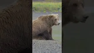Thumbnail: Everything You Need to Know About Grizzly Bears