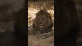 Thumbnail: African vs. Asiatic Lions: Can You Spot the Differences? 🦁
