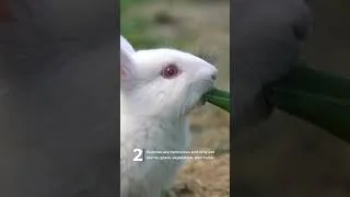 Thumbnail: Bunnies Are Even Cuter Than You Think! 5 Adorable Facts