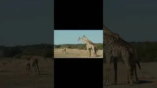 Thumbnail: Wait...Giraffes Can't Swim?! Here's Why... 🦒❌💧