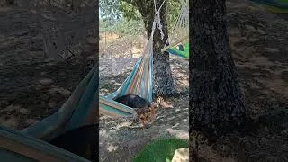 Thumbnail: #dog #doglove #doglife #funny #funnyvideo #offgridlife