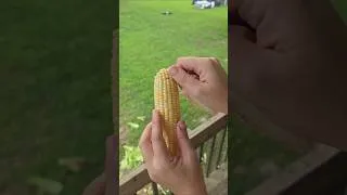 Thumbnail: Smells like my childhood! #gardening #sweetcorn