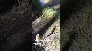 Thumbnail: Condamine river fishing