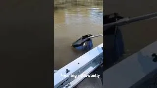 Thumbnail: Nice big yellowbelly Condamine river