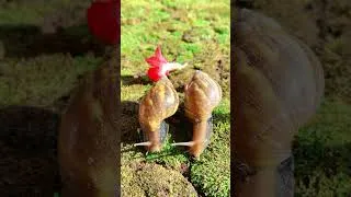 Thumbnail: Red millipedes Run fast than snails  #millipedes #snake #giantmillipedes