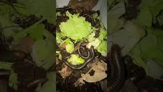 Thumbnail: Millipedes pet eating  #millipedes #giantmillipedes
