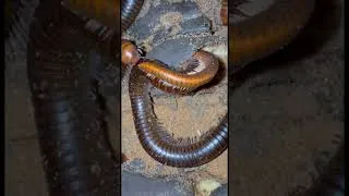 Thumbnail: Millipedes Mating #millipedes
