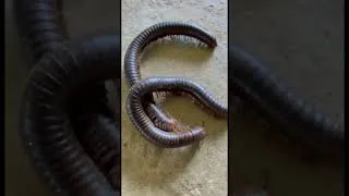 Thumbnail: Millipedes Lovely pet #millipedes #wildlife