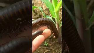 Thumbnail: Catch Giant Millipede At Corn Plant #millipede #giantmillipedes #bug #hunting