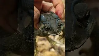 Thumbnail: Cute Wild Animal ( Black Toad) inside the jungle @outdoordiscover-r9e #shorts #animal