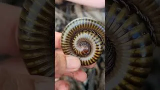 Thumbnail: Giant Millipede Close-up @outdoordiscover-r9e #millipedes #cute