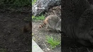 Thumbnail: Raccoon Scent Tracking  Wild Encounters & Unbelievable Abilities!🦝