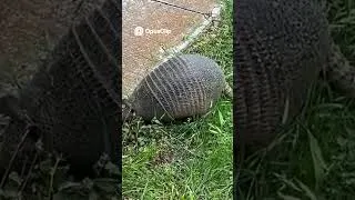 Thumbnail: Watch This Cute Armadillo EAT and DIG in Your Backyard!🦔🐜