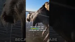 Thumbnail: Protecting our town from invasive swamp rats