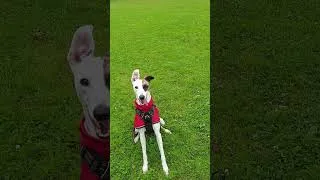 Thumbnail: Rupert - Loves Ball
