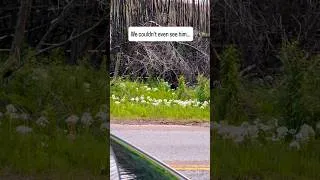 Thumbnail: Can You See This Grizzly? #shorts #grizzlies #overthehilladventures