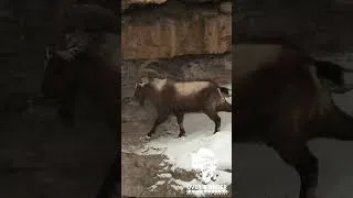 Thumbnail: Trophy Hunting Mid Asian Ibex - Tajikistan - Ron Whitton #huntingadventure #hunting #killshot #hunt