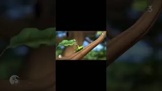 Thumbnail: The OWL Cartoon Series Episode fishing for green caterpillars #cartoon #funny #animation #owl
