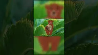 Thumbnail: Baby Sign for Bear - Baby Sign Language #shorts #learntotalk #oxbridgebaby  #babysignlanguage
