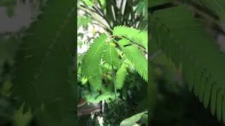 Thumbnail: Mimosa pudica - The humble plant