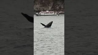 Thumbnail: Wild Alaska