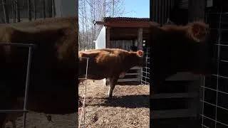 Thumbnail: A Cow Miracle! #shorts