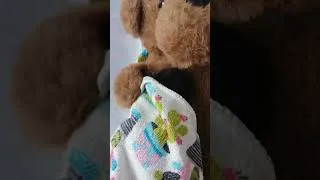 Thumbnail: One week old black kitten snuggles with teddy bear hot water bag