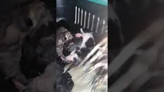Thumbnail: Newborn kittens