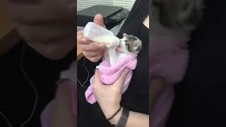 Thumbnail: Orphaned kitten drinks milk. Look at those ears!