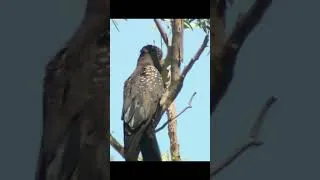 Thumbnail: Red-tailed Black-cockatoos. #birds #cockatoo #australia