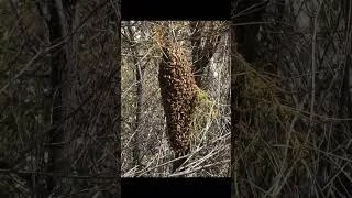 Thumbnail: Bees swarming.#australia