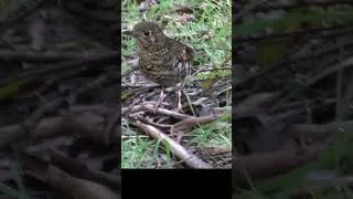 Thumbnail: Bassian Thrush. #birds #australia #nature