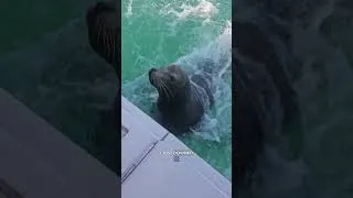 Thumbnail: Greedy Seal Gatecrashes Fishing Trip