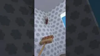 Thumbnail: I’m scared of those 🫣🪳 #cockroach #humor #meme