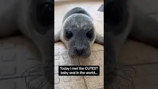 Thumbnail: Seal Core   #seal #silly #funny #seals #animalshorts #animals #seal