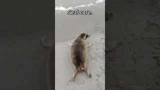 Thumbnail: seal core #animalshorts #animals #seal #cute