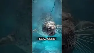 Thumbnail: Seal Core. #animalshorts #animals #seal #cute