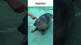 Thumbnail: Seal Core. #animalshorts #animals #seal #cute