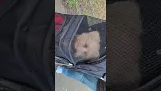 Thumbnail: Lily in her pram