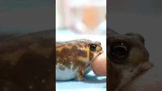 Thumbnail: It's fun♪23 #rainfrog #frog #commonrainfrog #shorts