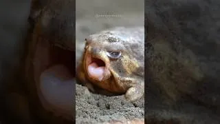 Thumbnail: Rain frogs, wake up. Cute assortment 🎁  short  version 3 #rainfrog #commonrainfrog #frog #shorts