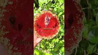 Thumbnail: Dumunu viluntu 🧐 Enquiry 7904595497 #papakuttycreations #tamilshorts #gift #funny #diy #murugan