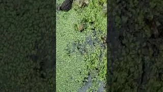 Thumbnail: Freshly hatched snappers go free Hatchling snappers released