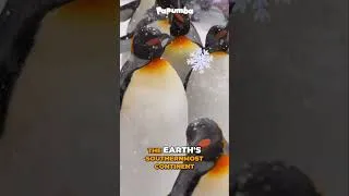 Thumbnail: THE EMPEROR PENGUIN: AMAZING WILD AND CUTE ANIMALES  🐧 | Shorts for kids | Nature