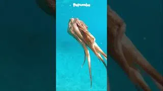 Thumbnail: SLIMY UNDERWATER ANIMALS AND CREATURES 🐙🤿: JELLYFISH AND OCTOPUS | Learning vids | Nature | Curious